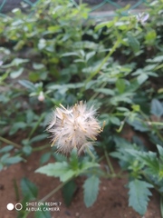 Tridax procumbens