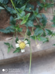 Tridax procumbens