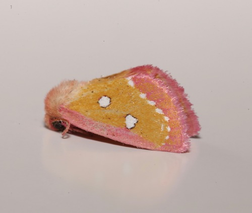 Pink Star Moth photo 3