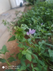 Cleome rutidosperma