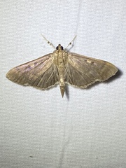 Herpetogramma sphingealis