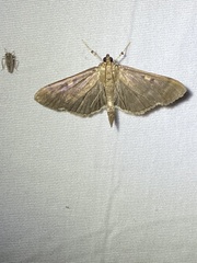 Herpetogramma sphingealis