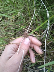 Cyperus congestus