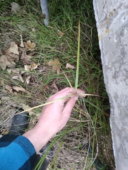 Cyperus congestus