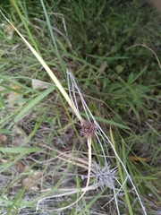 Cyperus congestus