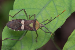 Prismatocerus signatus