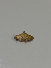 Orphanostigma