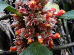 Glossoloma ichthyoderma