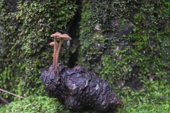 Auriscalpium vulgare