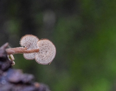 Auriscalpium vulgare