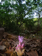Curcuma pseudomontana