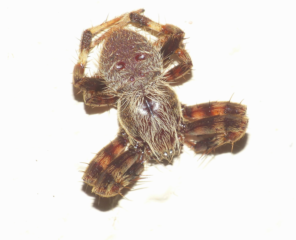 Spiky Field Spiders from Old Cottage, Blommekloof on June 4, 2022 at 02 ...