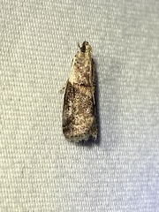 Acrobasis palliolella