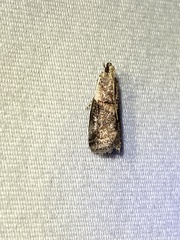 Acrobasis palliolella