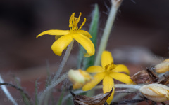 Curculigo orchioides