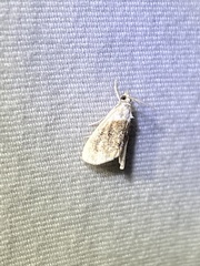 Lipocosmodes fuliginosalis