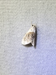 Lipocosmodes fuliginosalis