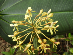 Epidendrum scytocladium