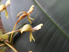 Epidendrum scytocladium