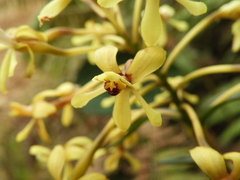 Epidendrum scytocladium