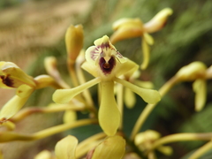 Epidendrum scytocladium