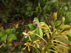 Epidendrum scytocladium