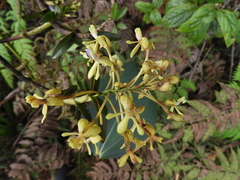 Epidendrum scytocladium