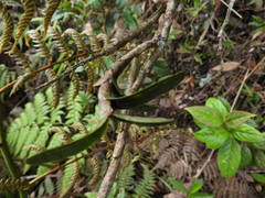 Epidendrum scytocladium