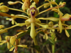 Epidendrum scytocladium