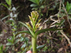 Epidendrum scytocladium