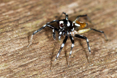 Phintella bifurcilinea