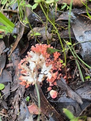 Ramaria capitata ochraceosalmonicolor