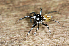 Phintella bifurcilinea