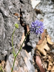 Gilia capitata capitata