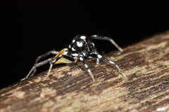 Phintella bifurcilinea