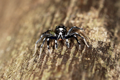 Phintella bifurcilinea