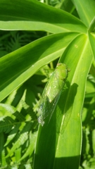 Chremistica ochracea