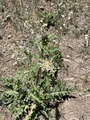 Cirsium canescens