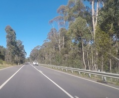 Trichosurus vulpecula fuliginosus