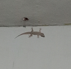 Hemidactylus platyurus