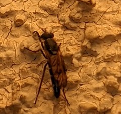 Ozodiceromyia nigrimana