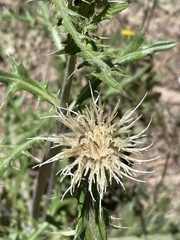 Cirsium canescens