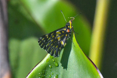 Catasticta teutila