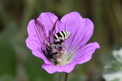 Triepeolus subnitens