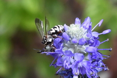 Triepeolus subnitens