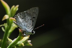 Tharsalea xanthoides