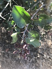 Rhus ovata