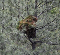 Arceuthobium americanum