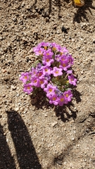 Nama aretioides multiflora