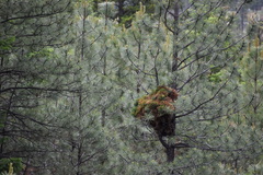 Arceuthobium americanum